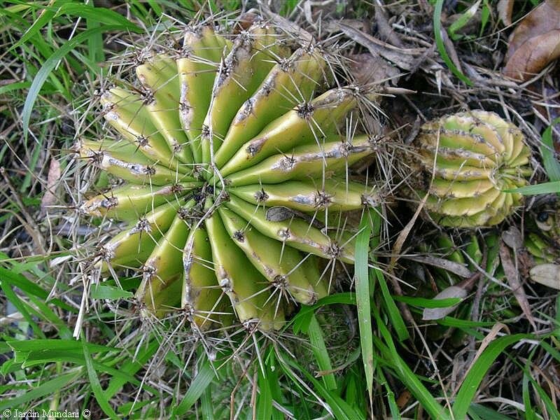 cactus2.jpg