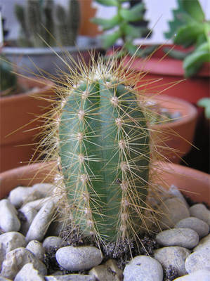 cactus2.jpg