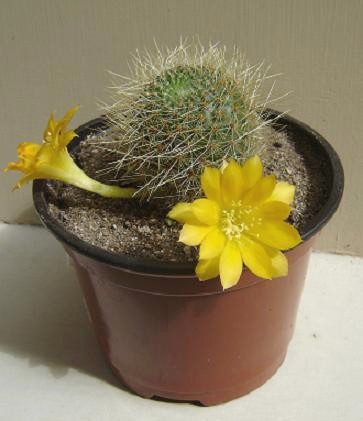 cactus2.JPG