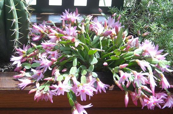 CACTUS2 MAYO 2007.JPG
