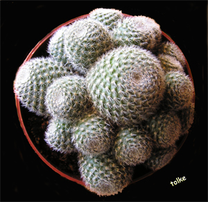 cactus20.jpg