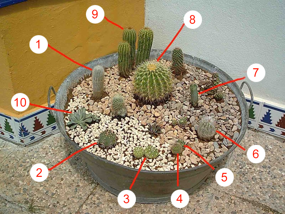 cactus2006.jpg
