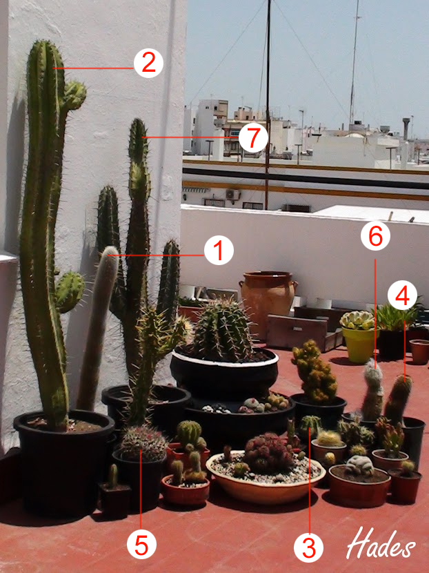 cactus2013.jpg