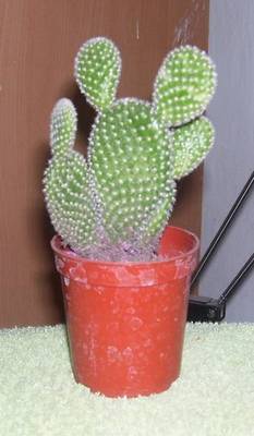 cactus22.jpg