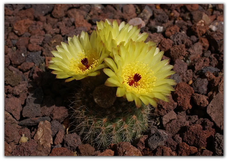 cactus2a.jpg