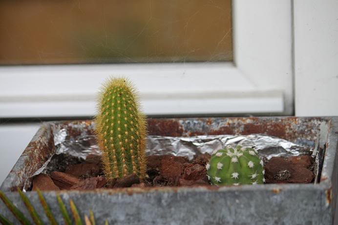 cactus3-1.jpg