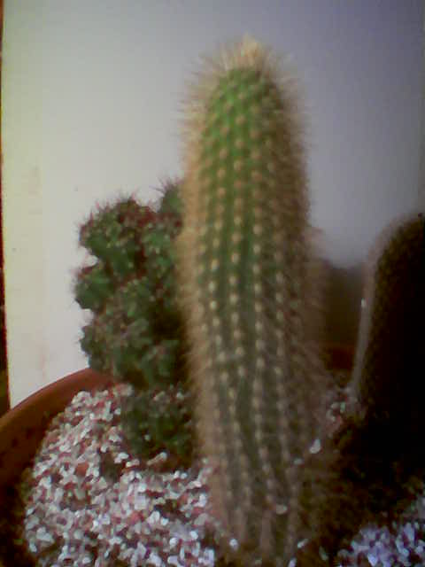 Cactus3%7E0.jpg