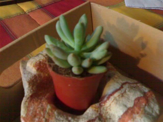 Cactus3.jpg