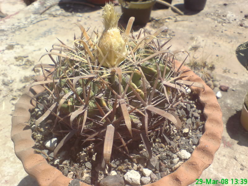 Cactus3.jpg