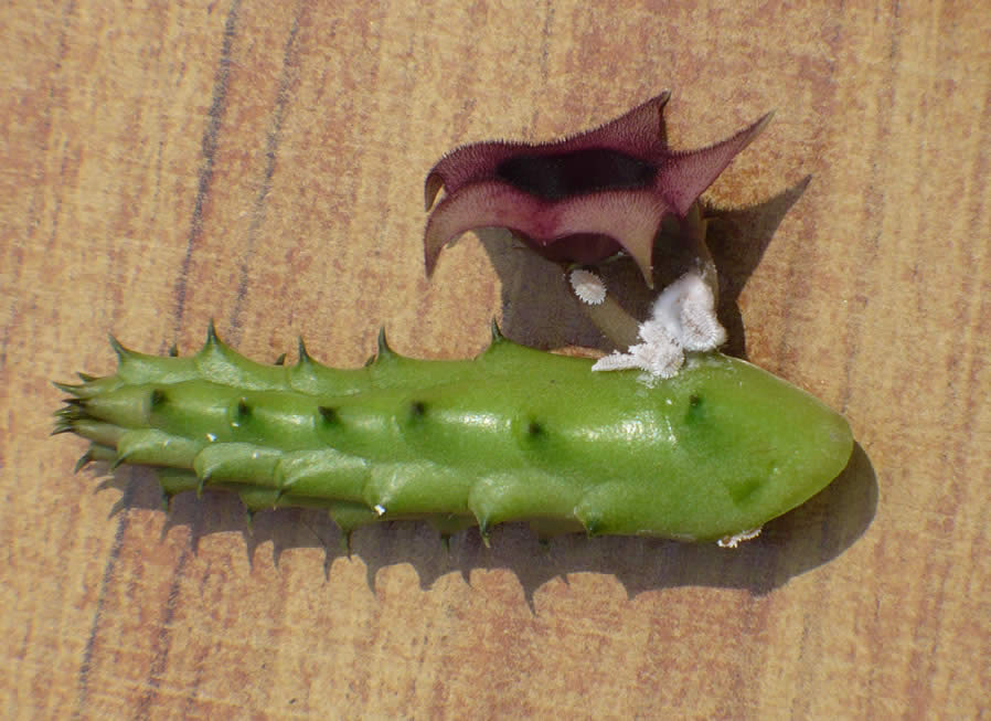 cactus3.jpg
