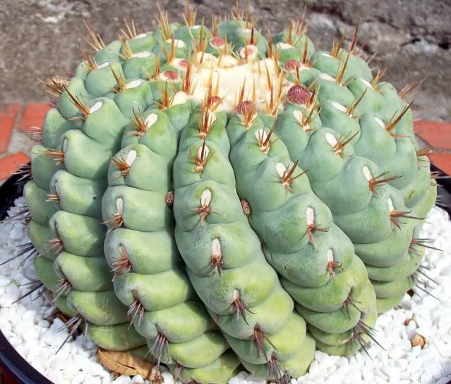 cactus3.jpg