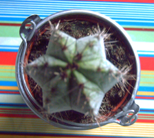 cactus3.jpg