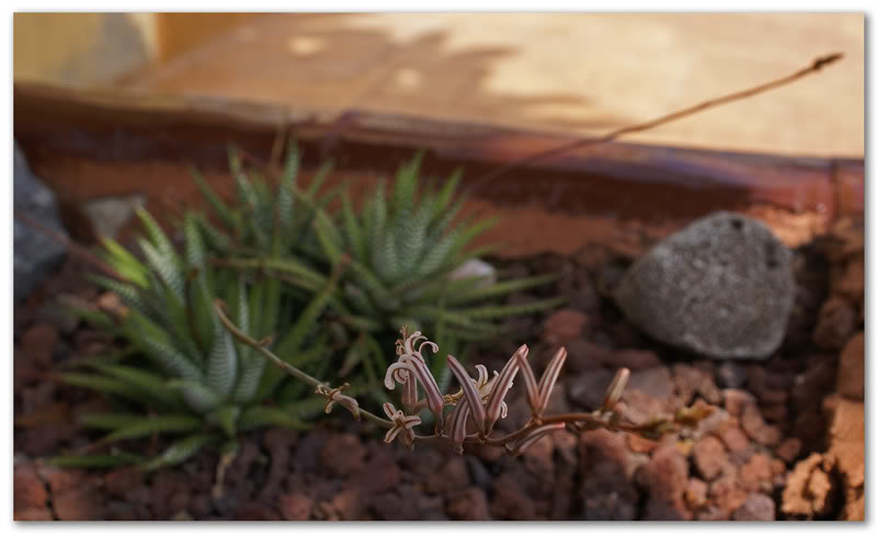 cactus3.jpg