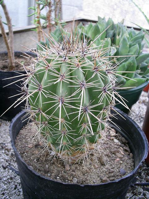 cactus3.JPG