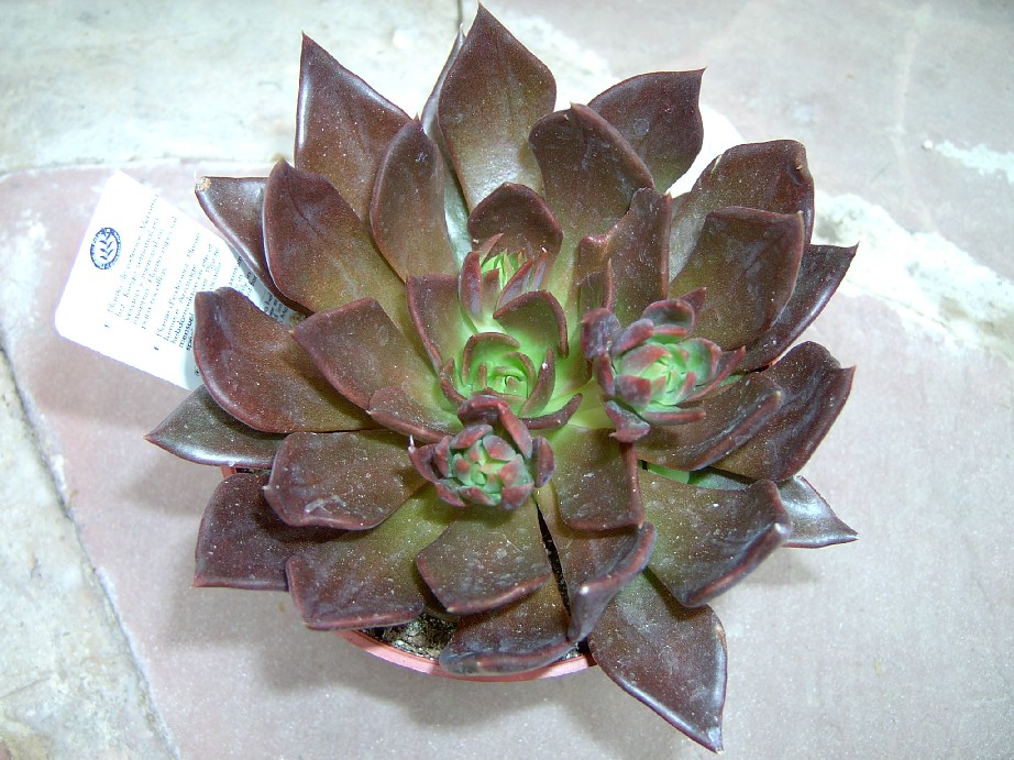 Cactus3.jpg