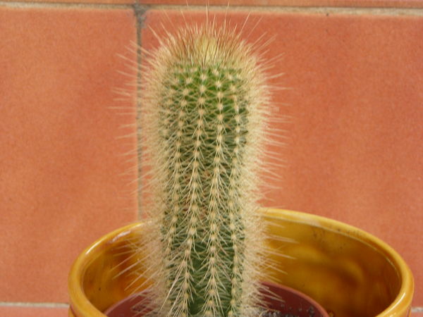 cactus3.jpg