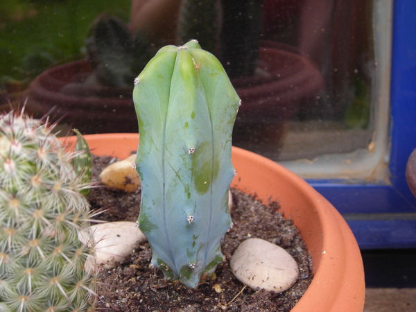 cactus3.jpg
