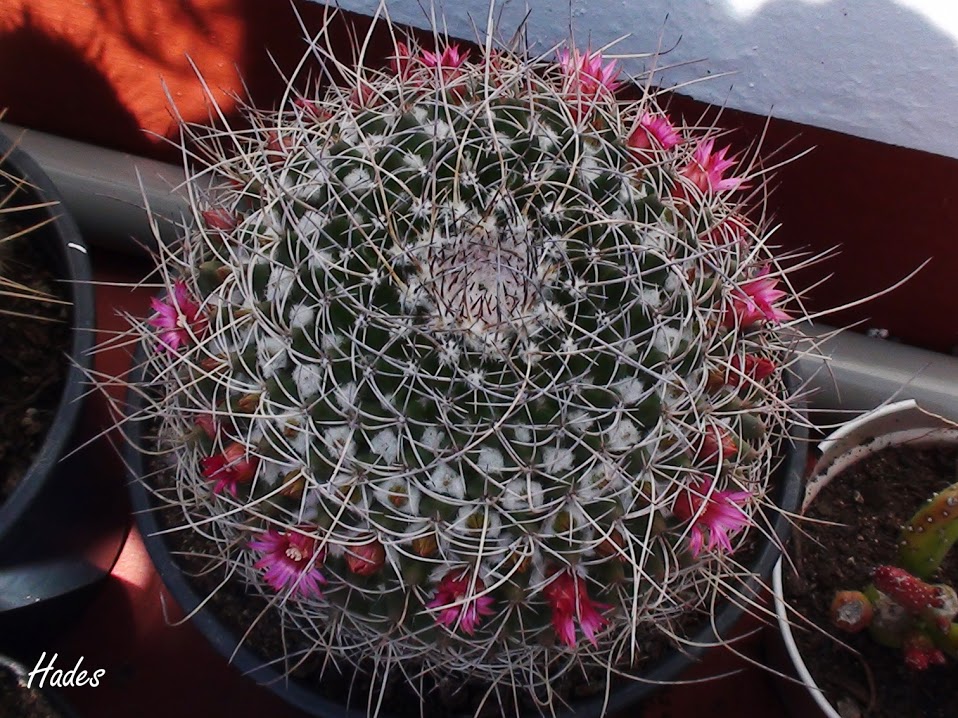 cactus3.jpg
