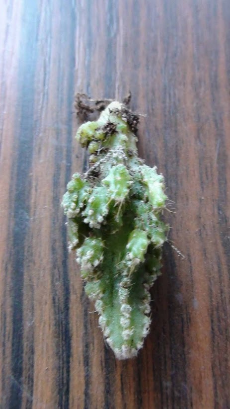 cactus3.jpg