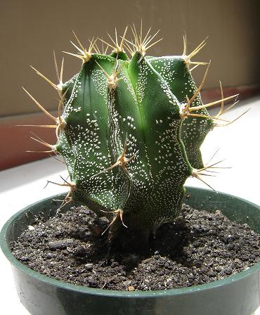 cactus3.JPG