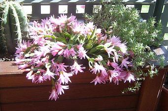 CACTUS3 MAYO 2007.JPG