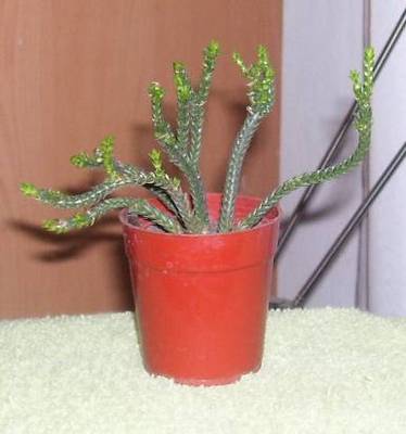 cactus31.jpg