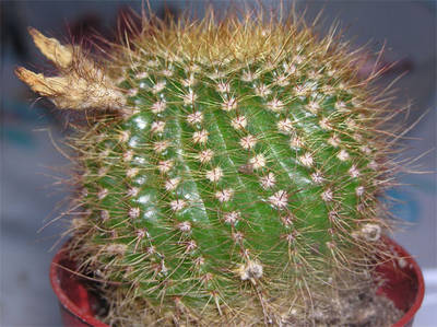 cactus4-002.jpg