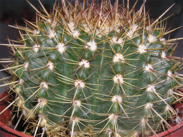cactus4-004.jpg