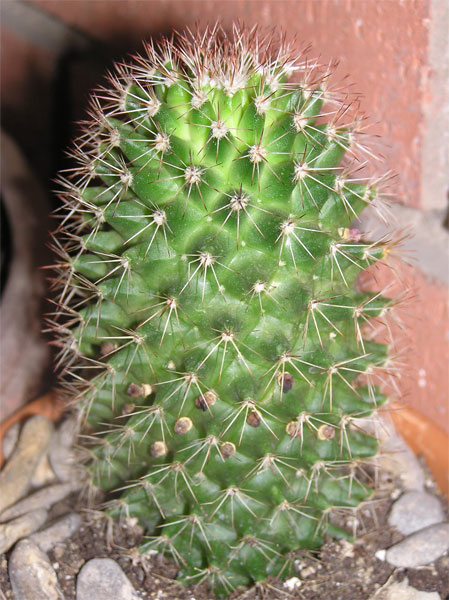 cactus4-005.jpg
