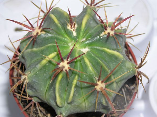 cactus4-007.jpg