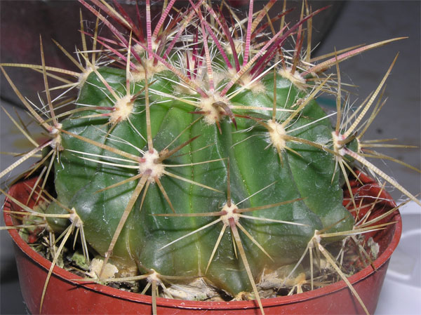 cactus4-009.jpg