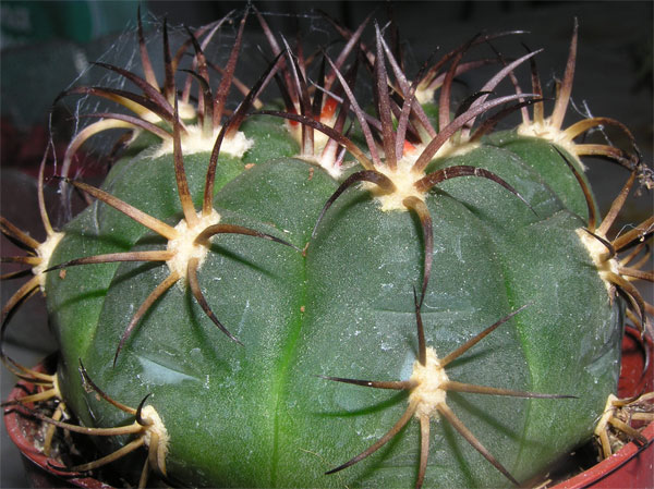 cactus4-012.jpg