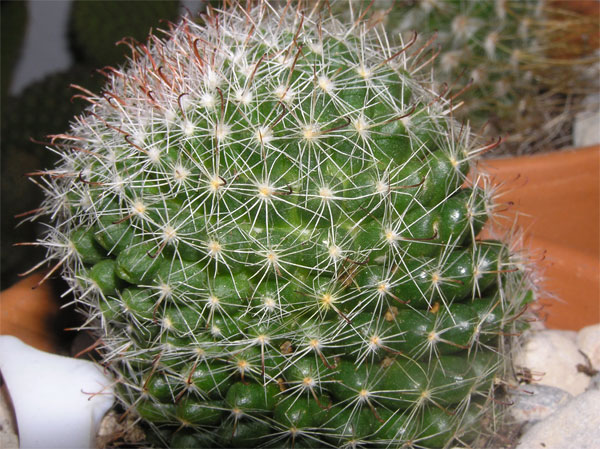 cactus4-013.jpg