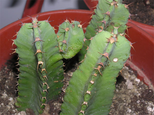 cactus4-014.jpg