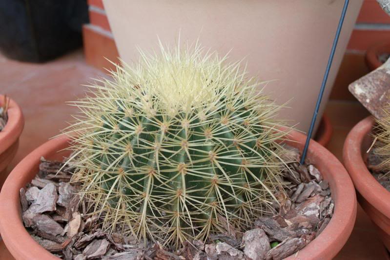 cactus4-1.jpg