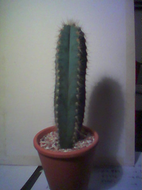 Cactus4%7E0.jpg
