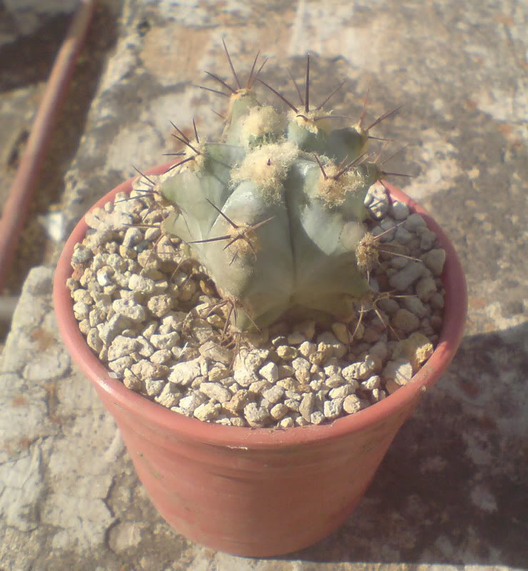 Cactus4.jpg