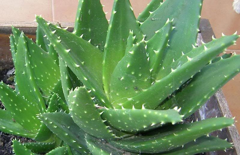 cactus4.jpg