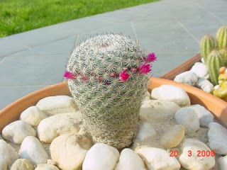 cactus4.JPG