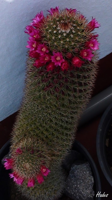 cactus4.jpg