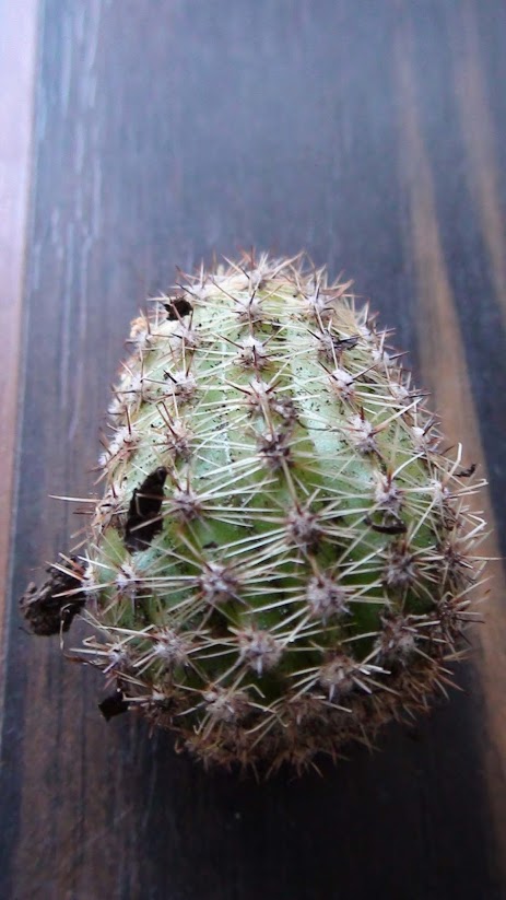 cactus4.jpg