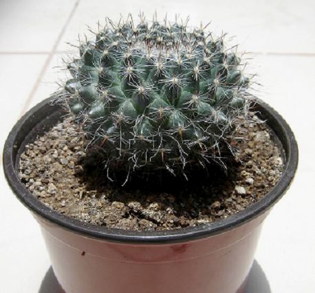 cactus4.JPG