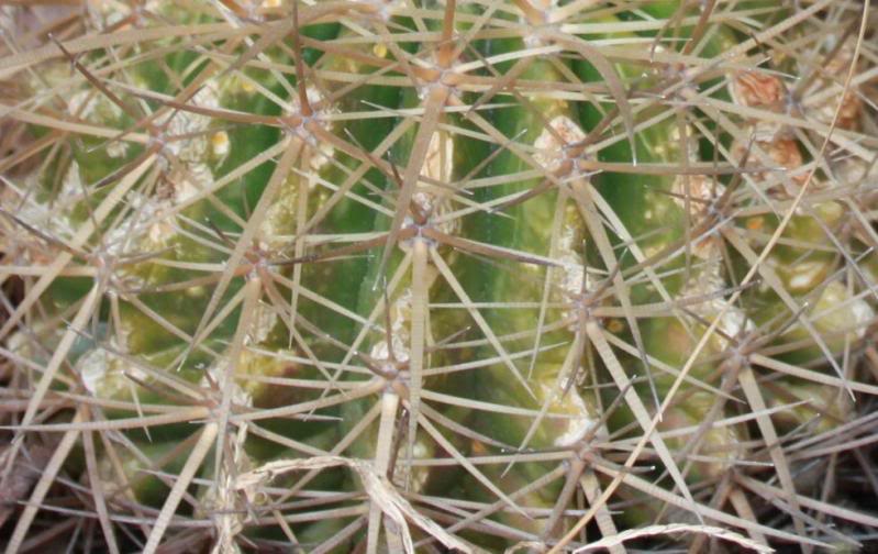 cactus5-1.jpg