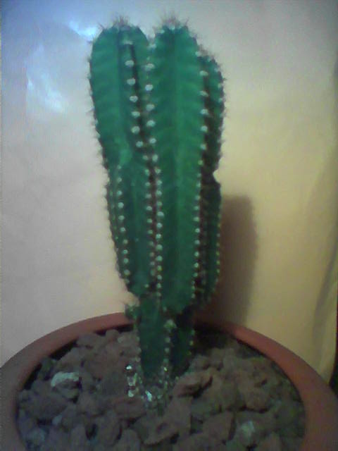 Cactus5.jpg