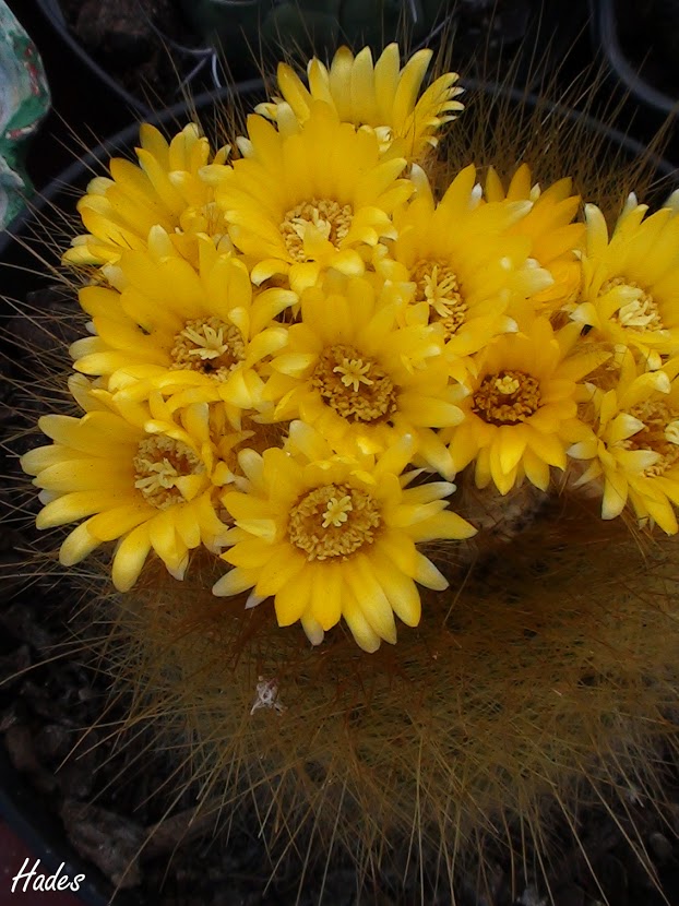 cactus5.jpg