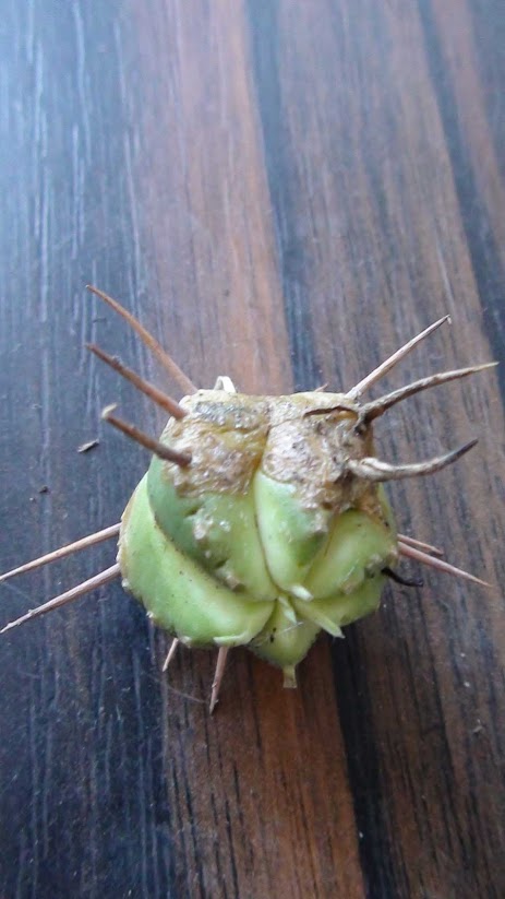 cactus5.jpg