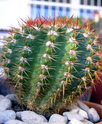 cactus5_017.jpg