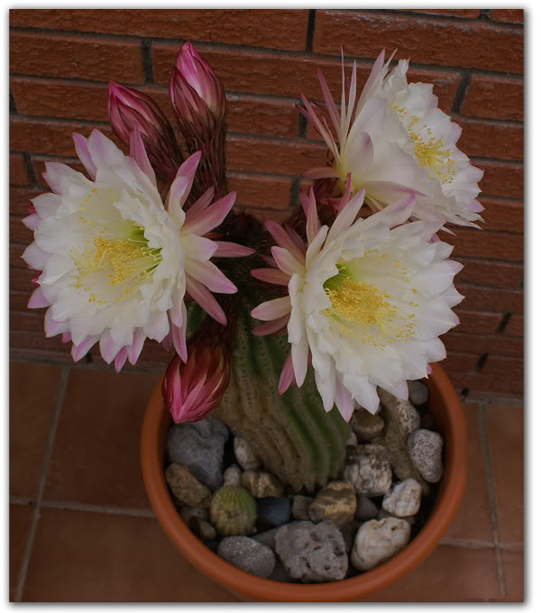 cactus5a.jpg