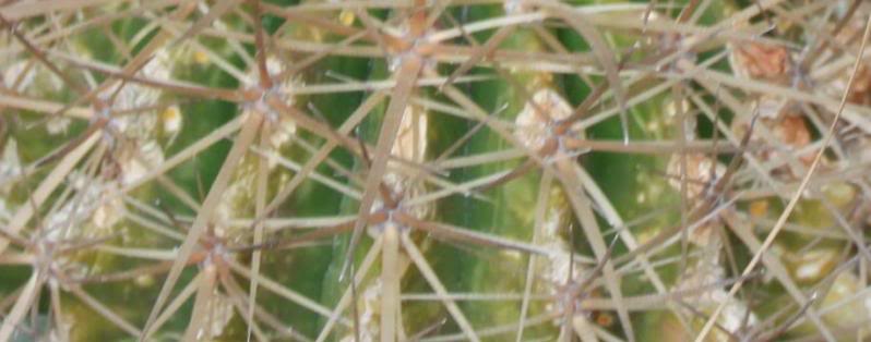 cactus6-1.jpg