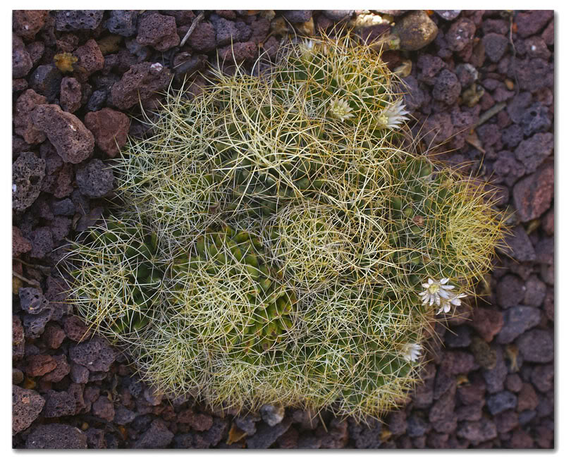 cactus6.jpg